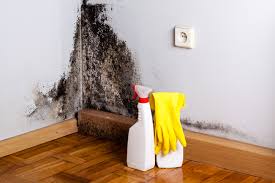 Best Attic Mold Removal  in Smith Mills, MA